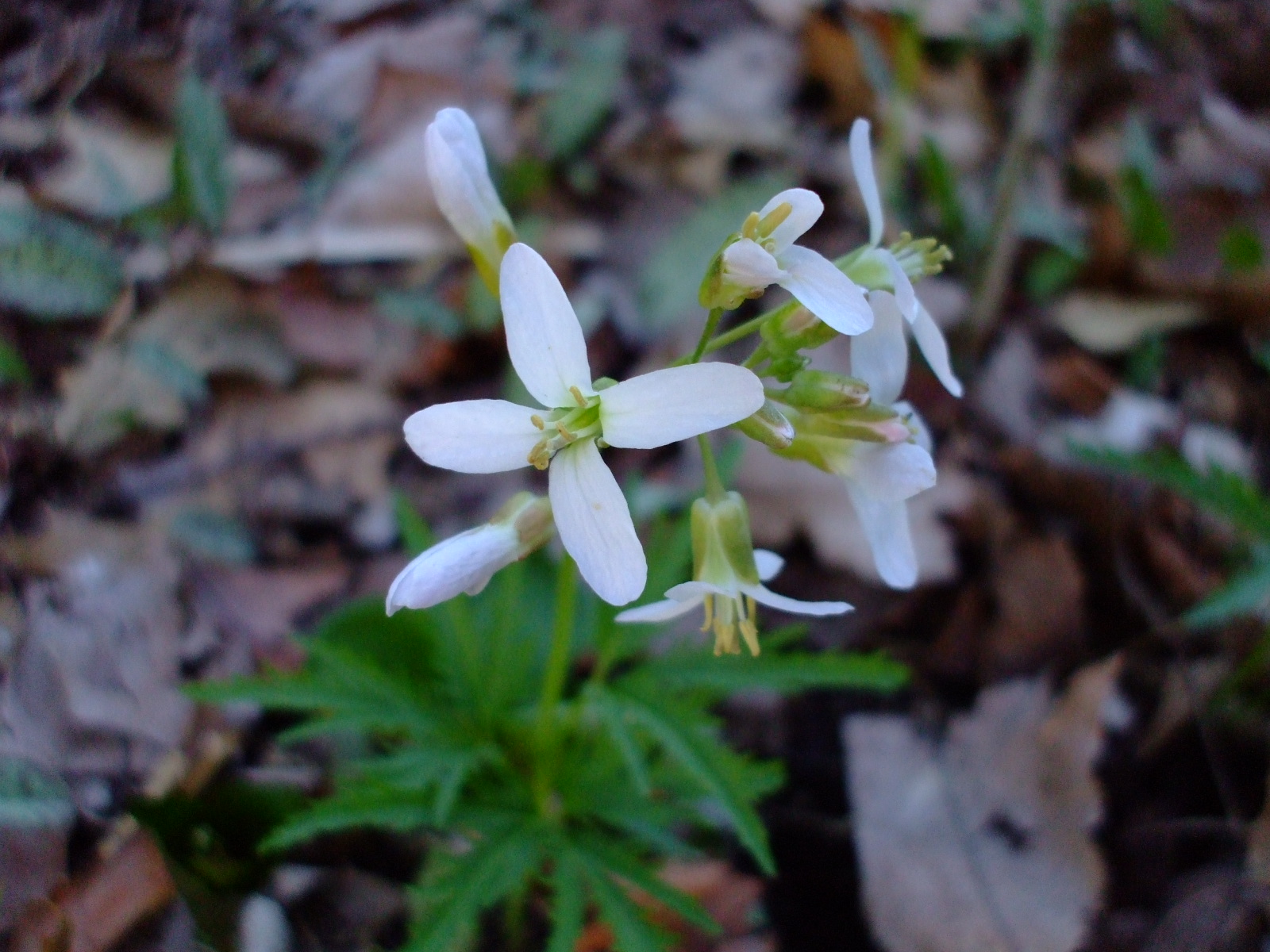 Dentaria laciniata